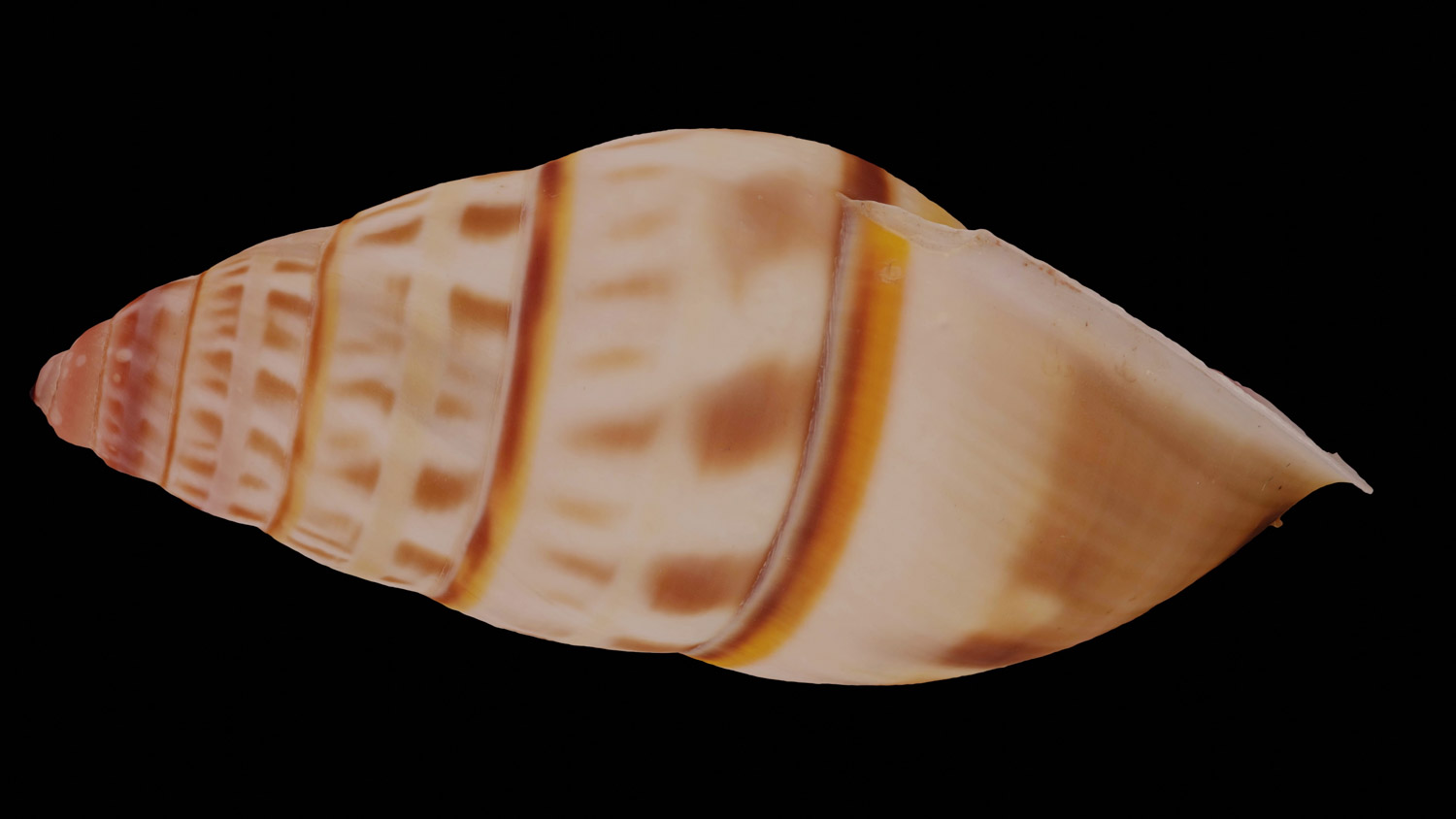 Amphidromus longpunghae